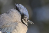 IMG_3424D
